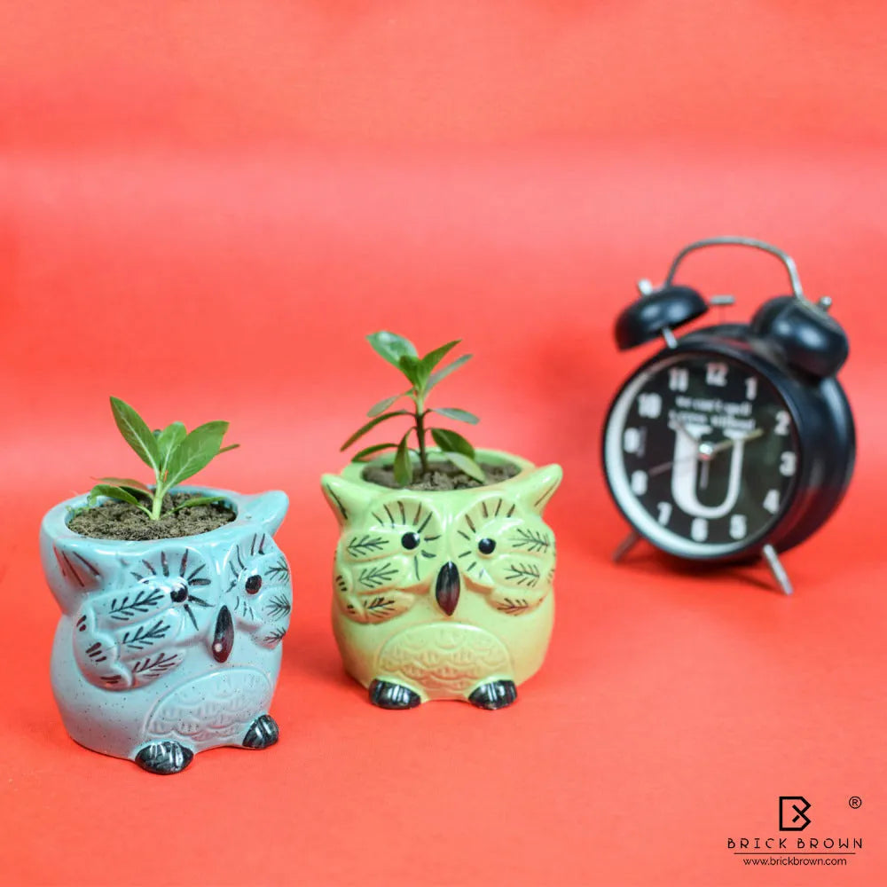 Mini Owl Planter in Green